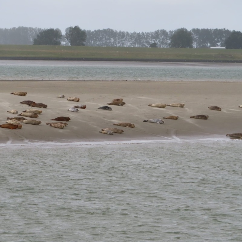 Zeehonden